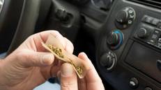 If you’ve been caught driving under the influence of marijuana, you can expect to face the same harsh penalties of a drunk driver. 